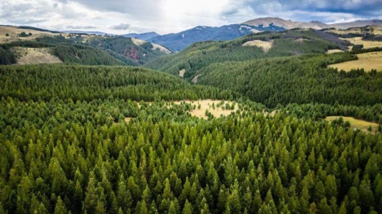 Pero, ¿por qué el gobierno está plantando cerca de 2 millones de hectáreas de plantaciones