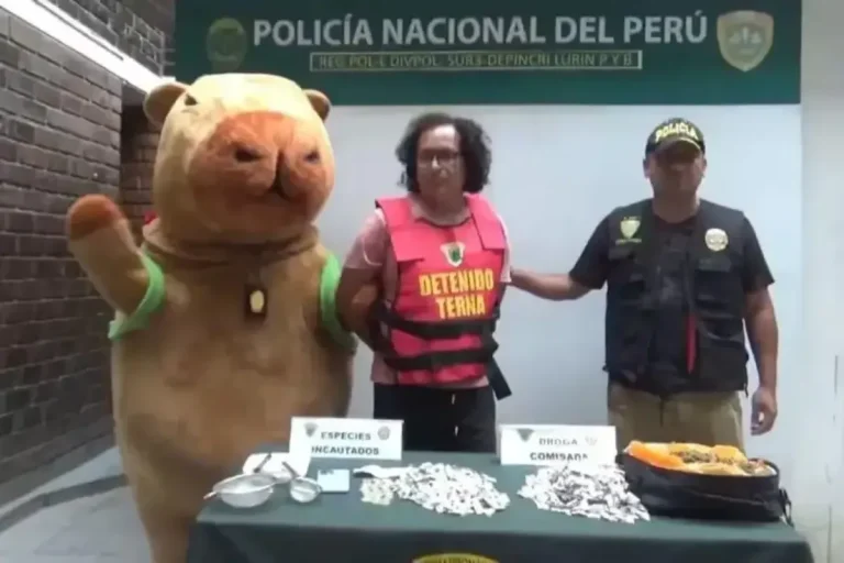 Perú cuando un policía disfrazado de capibara permite el arresto de un traficante de drogas – Video