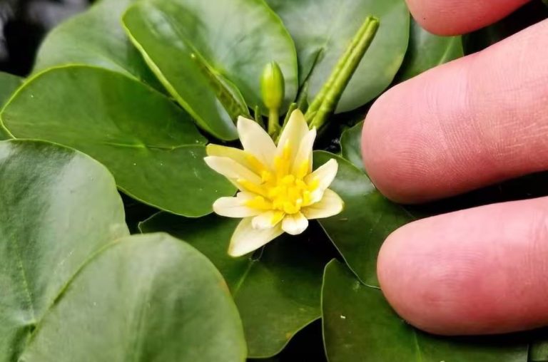 Un árbol milenario descubierto en Perú podría salvar mucho más que la biodiversidad