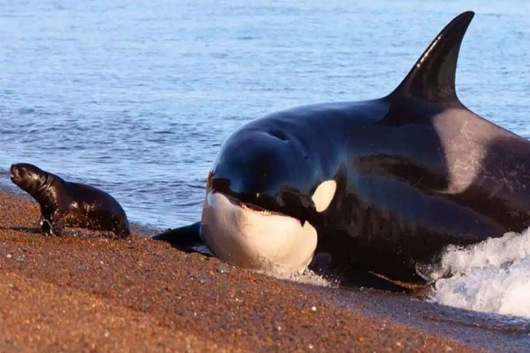 La ciencia lo confirma las orcas y los delfines han alcanzado un punto de no retorno en su evolución