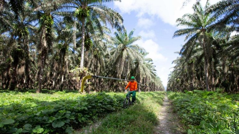 Cuando la agroindustria ordenada contribuye a proteger el bosque amazónico
