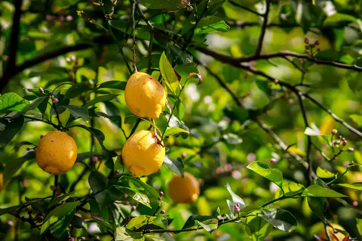 Limonero con flores marchitas en terreno árido durante sequía climática