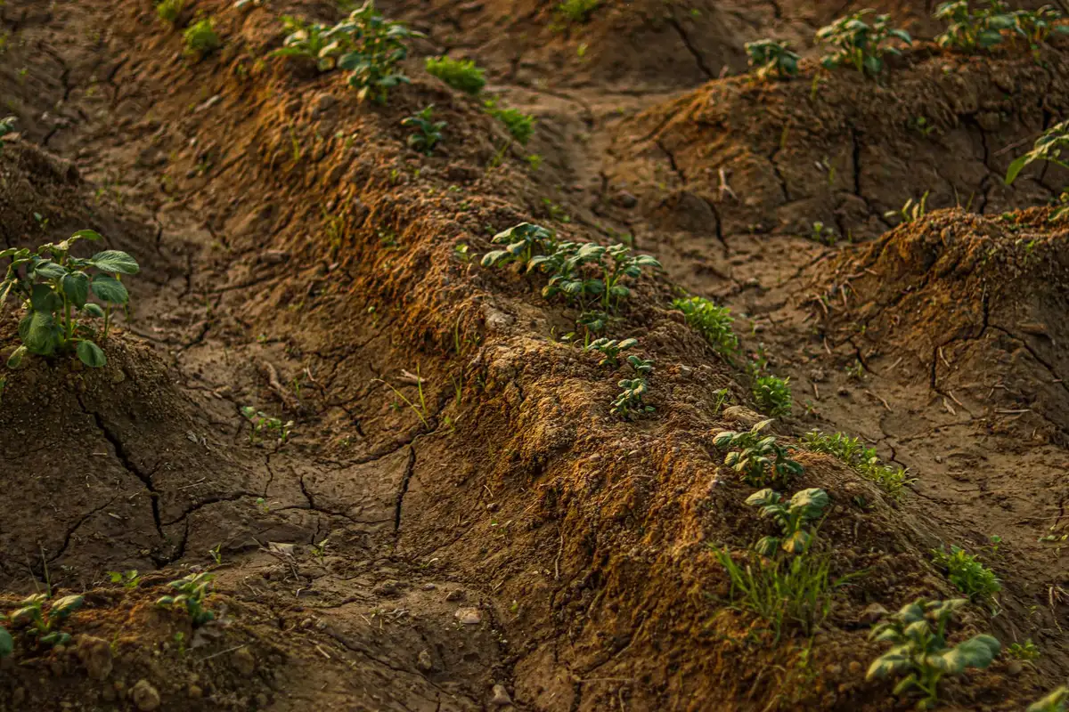 Terrenos agrícolas áridos en zonas montañosas con sequía severa