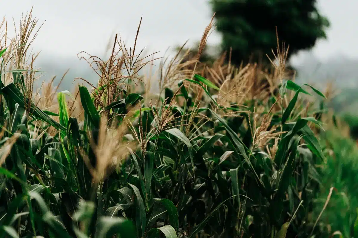 Campos agrícolas afectados por condiciones climáticas extremas de El Niño