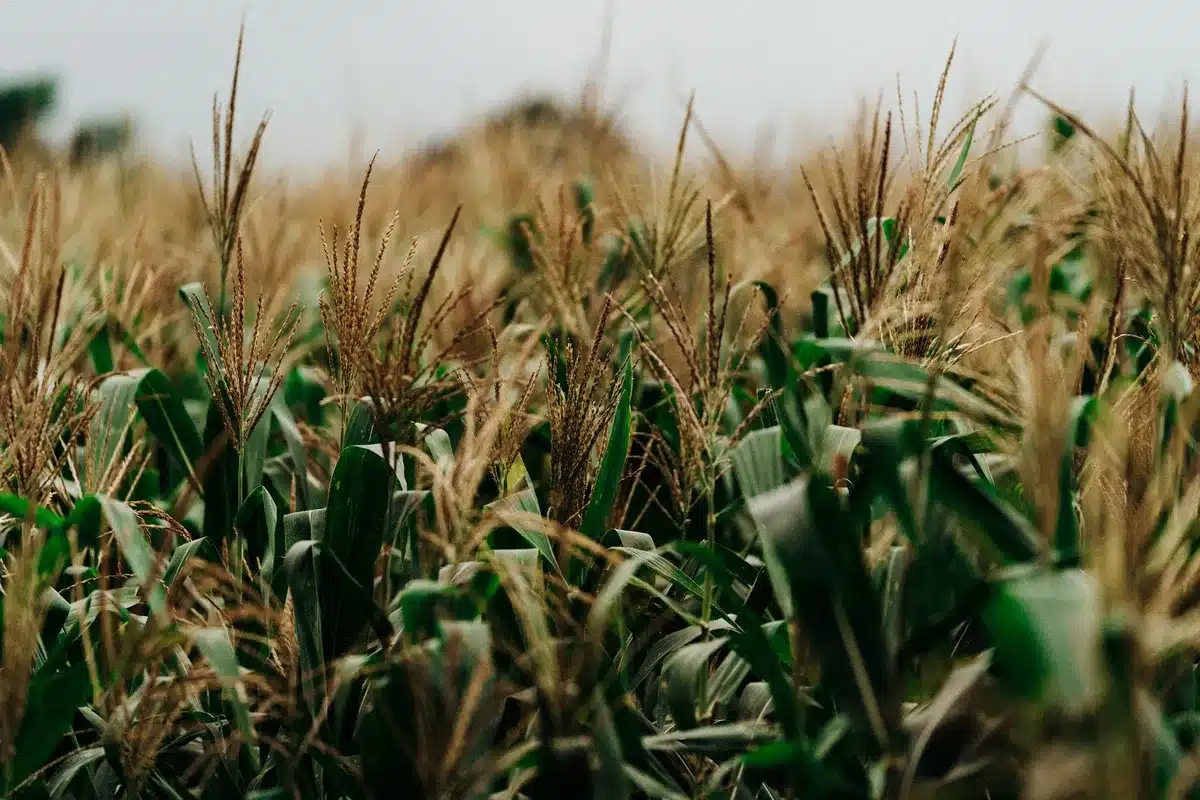 Campos agrícolas afectados por condiciones climáticas adversas del Fenómeno El Niño