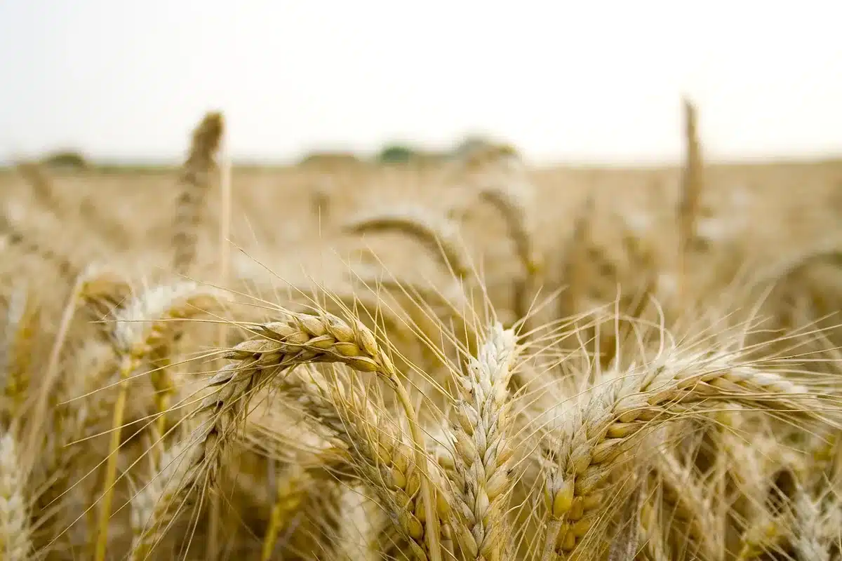 Campos agrícolas afectados por sequía y condiciones climáticas adversas